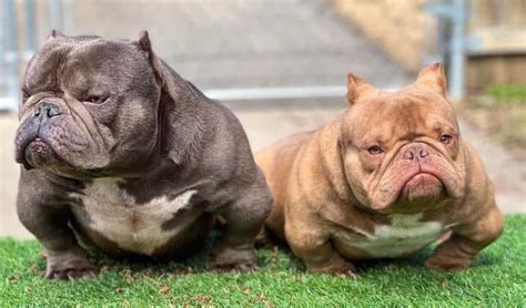 BULLY LIFE PHILIPPINES (Exotic and American Bully) .